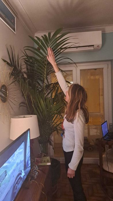 Palmeira Kentiea planta alta  2.5 m para espaço de empresa,  casa