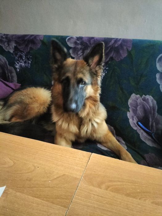 Odam  owczarka niemieckiego