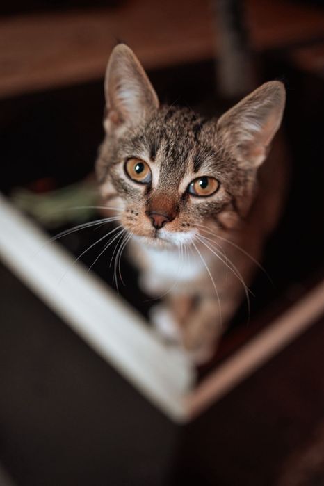 Oddam kociczki w dobre ręce