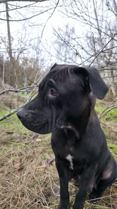 Метиси стаффа Віддам у добрі родини