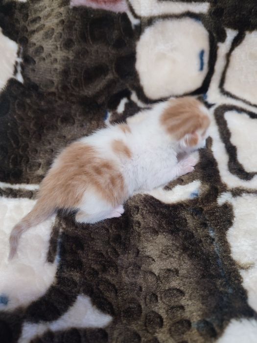 Кошенятко , хлопчик.