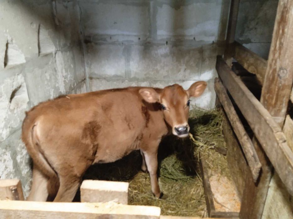 2 місячна теличку Джерсійської породи/Джерсі