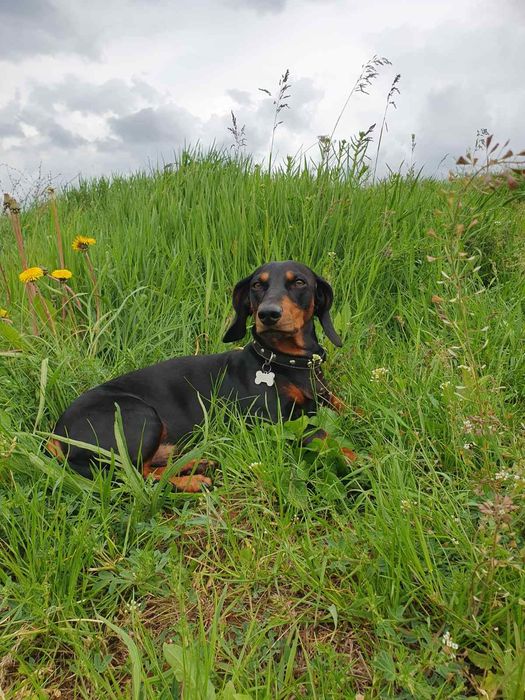 Вязка такса для здоровья))