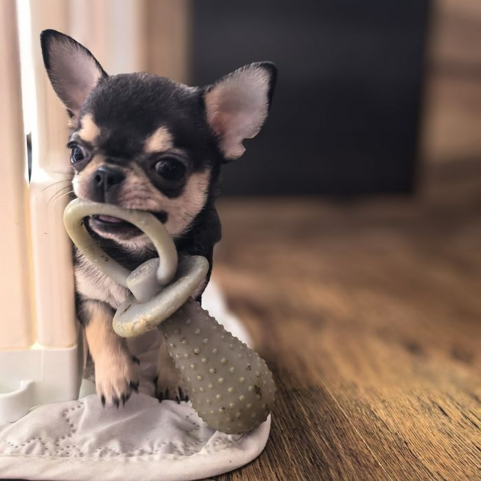 Chihuahua. Śliczny mini tricolor.