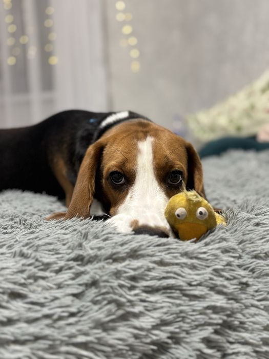 Бігль для вʼязки