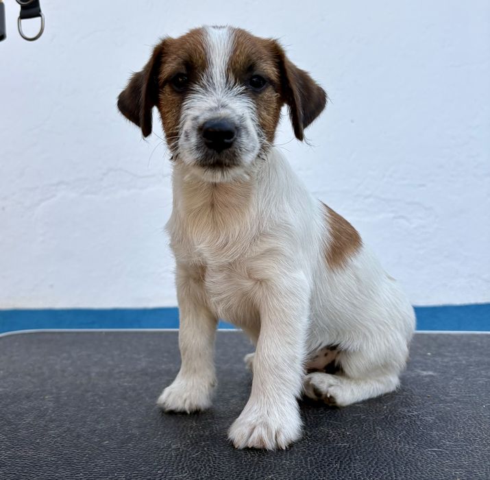 Jack Russell Terrier Broken c/Pedigree e Afixo