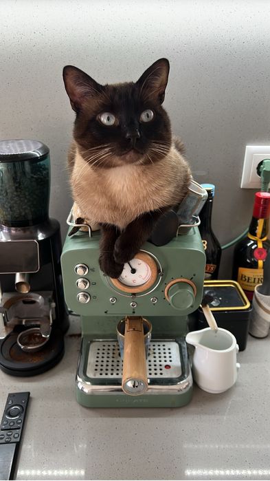 Two Cats for Adoption