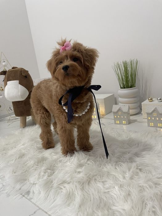 Міні-принцеси Помапу чекають на свої сімї