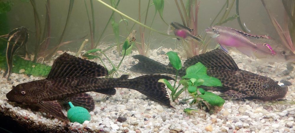 Glonojad lamparci samice