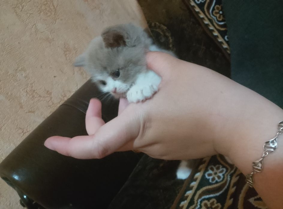 Кошеня шукає родину
