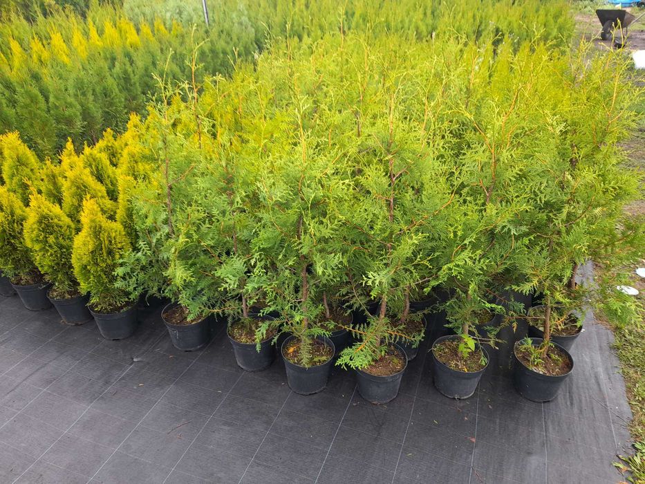 Tuja Brabant Szmaragd 100cm 120cm 150cm 200cm DONICA 100% przyjecie