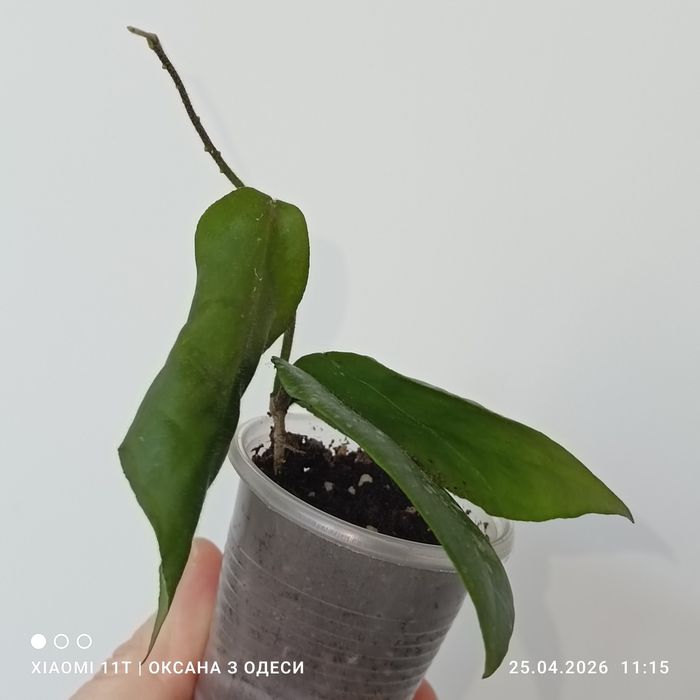 Hoya caudata big green leaves