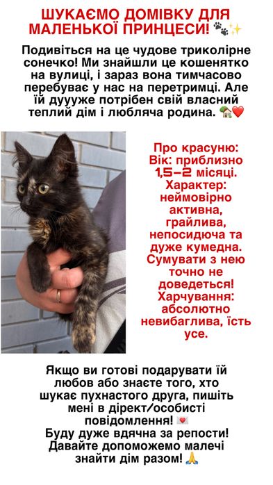 Шукаємо родину кицюні