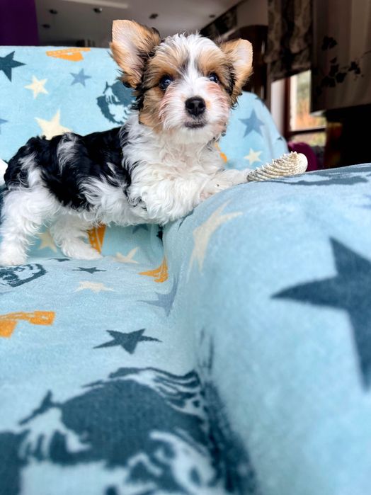 RIO York Biewer do odbioru, rodowód szczepienia