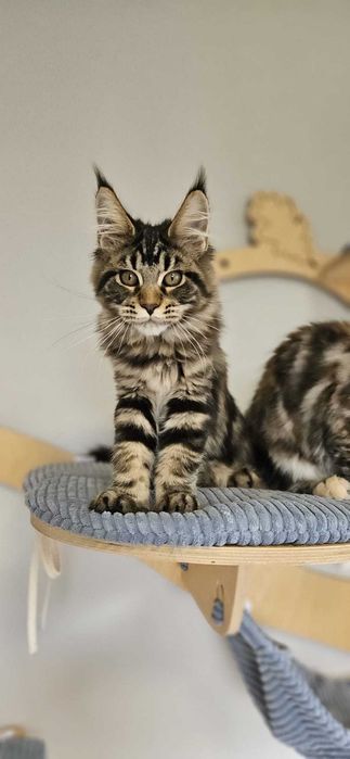 Kotka Maine Coon- KARMEN