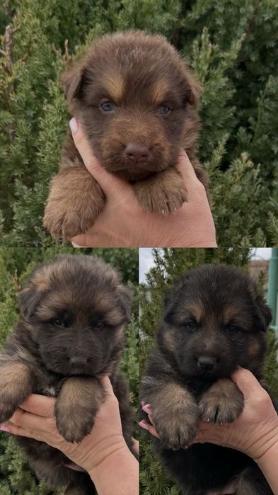 Продам щенков немецкой овчарки