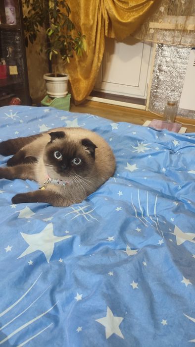 Кошечке нужен кот.