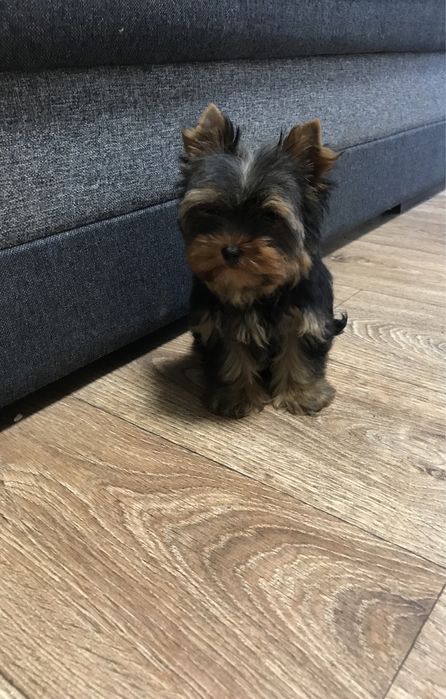 Плюшеві пухнастики