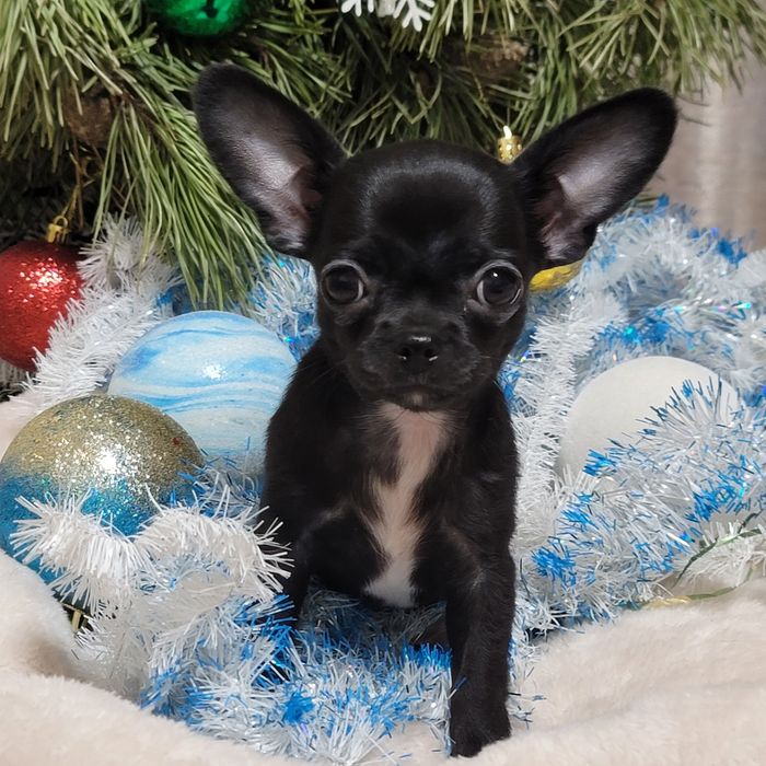 Хлопчик мілкий стандарт