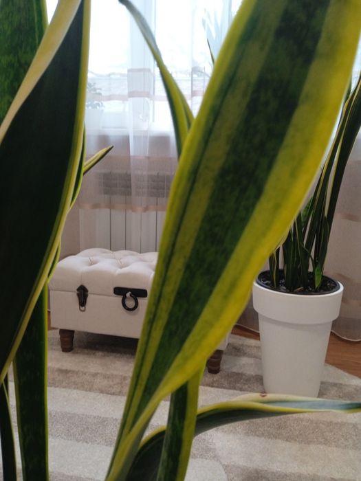 Сансеєверія -невибаглива красуня