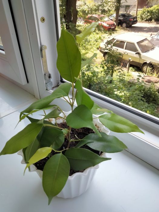 Фікус Неон ( 2 черенки)