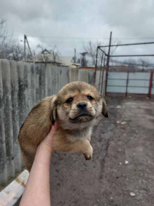 Цуценята в добрі руки