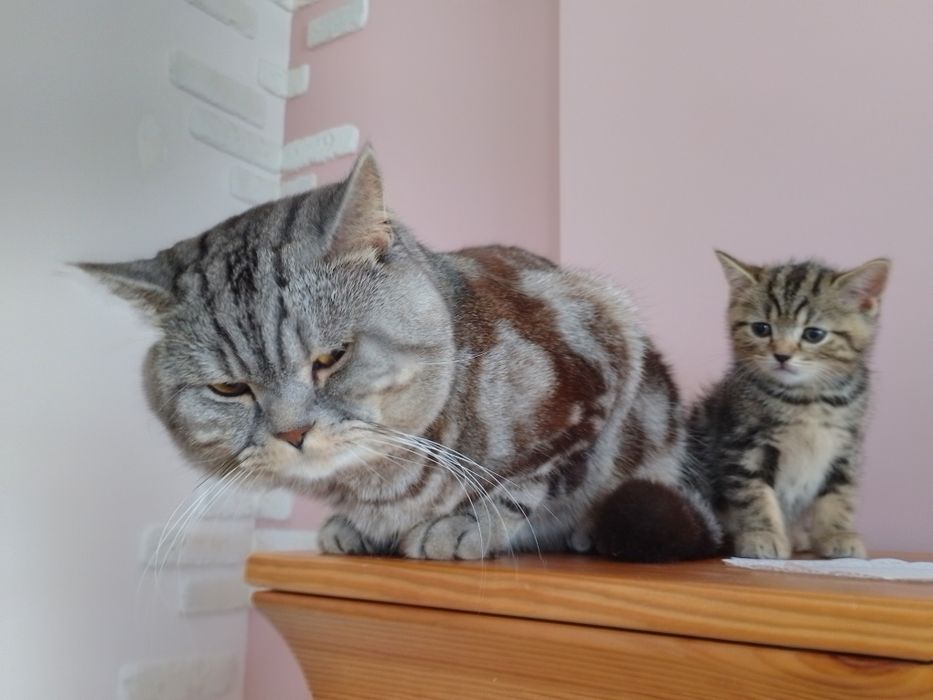 Котик шотландській прямовушка, копія тато!