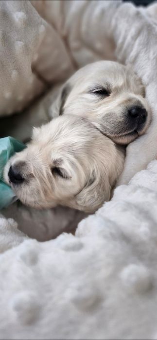 Golden Retriever FCI,  suczka zkwp
