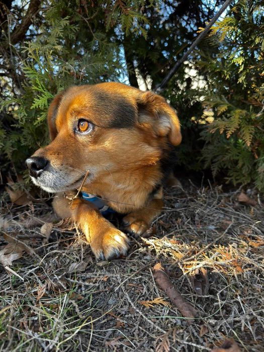 Teddy szuka domu 1,5 kg