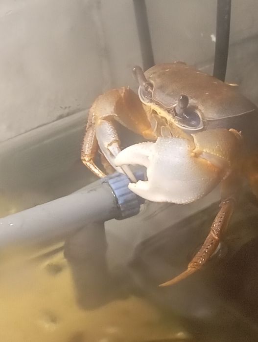 Krab tęczowy sprzedaż
