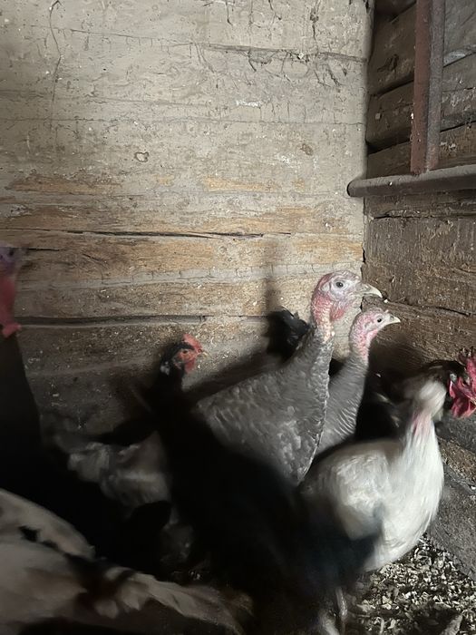 Індик молодий сірий