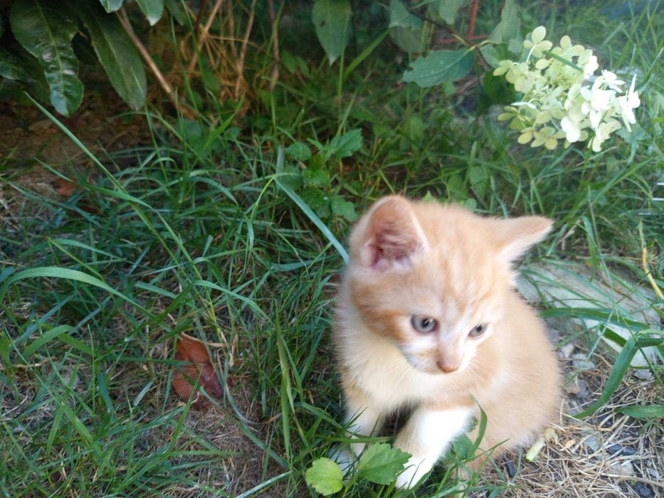 Сибірські котята.