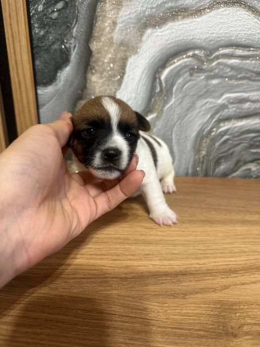продам Джек Рассел