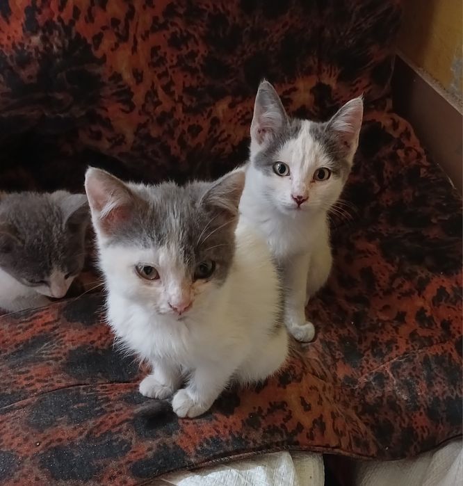 Віддам в добрі руки кошеня.