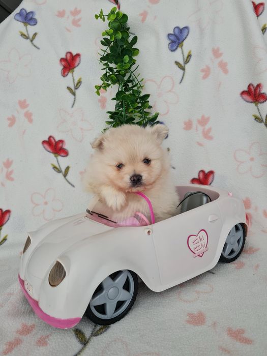 Exuberante mini Lulu da Pomerania / Spitz Alemão Anão de Qualidade