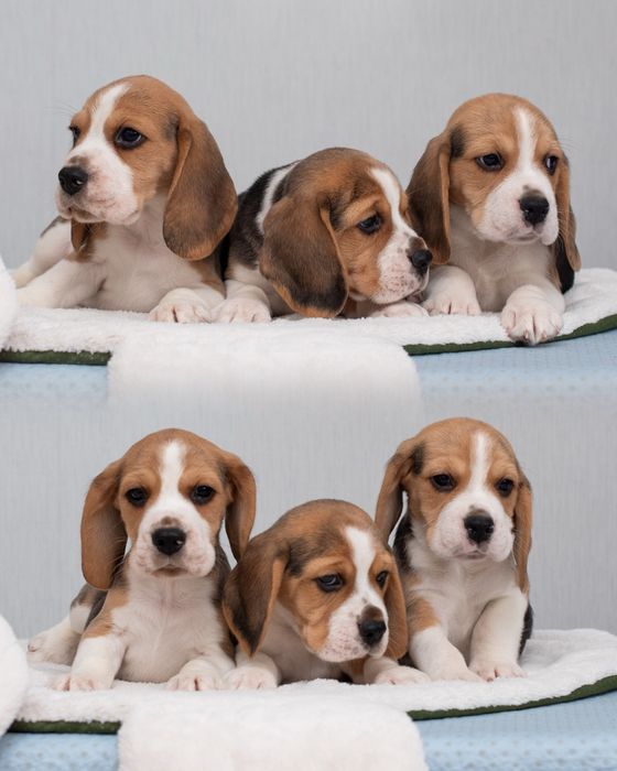 Бігль, цуценята хлопчики та дівчата, відкрито бронювання