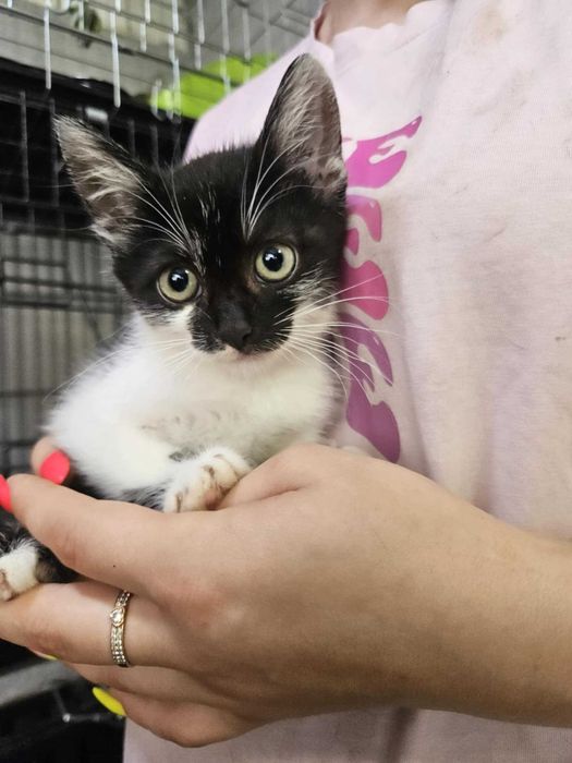 Красунчик котик в добрі руки