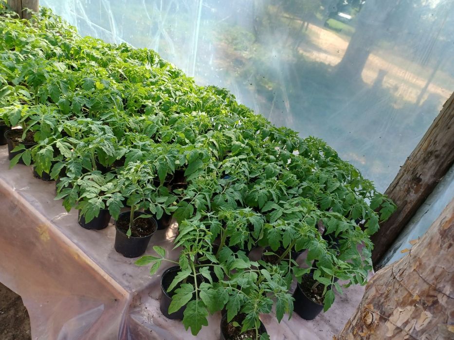 Sprzedam sadzonki pomidorów