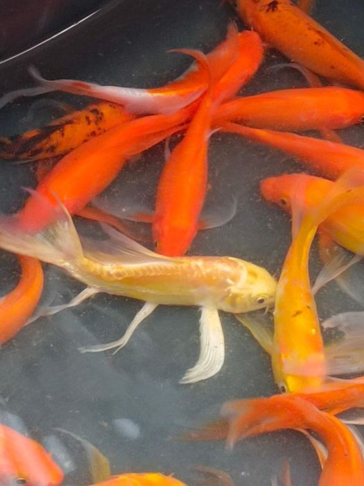 Sandacz miętus pstrąg karp koi butterfly lin