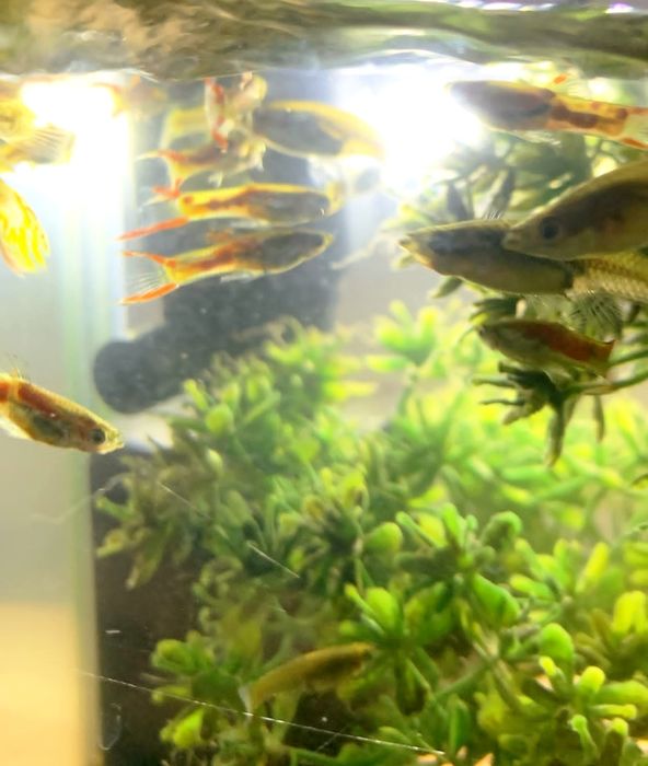 Guppys Guppies Endler
