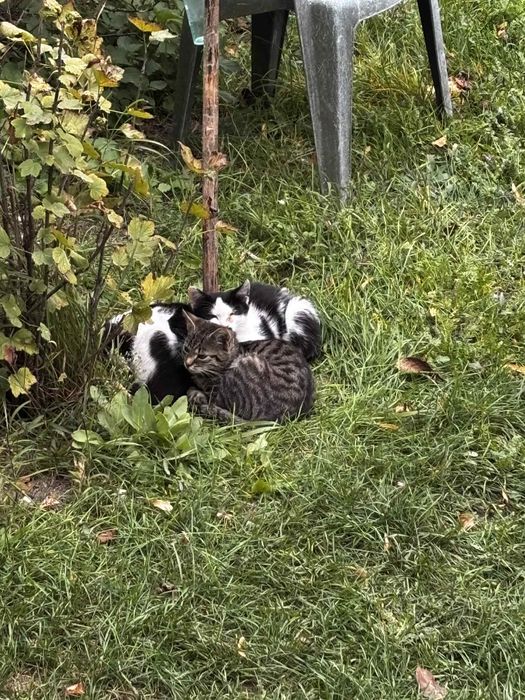 Odam kotki w dobre rece