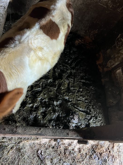 Продаю бичка живою вагою