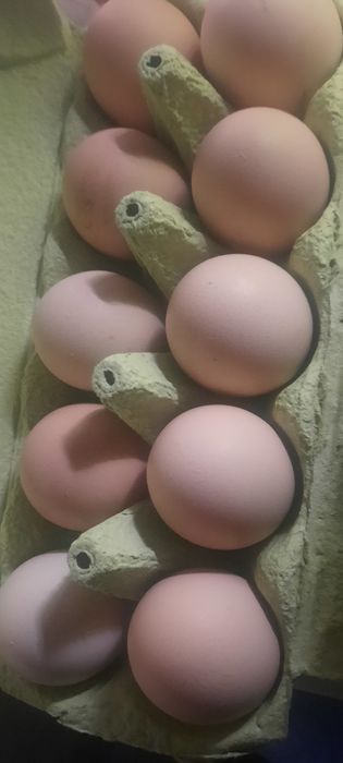 Інкубаційні яйця