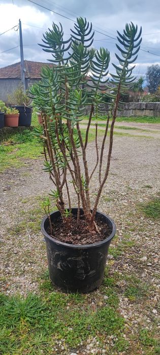 Planta suculenta