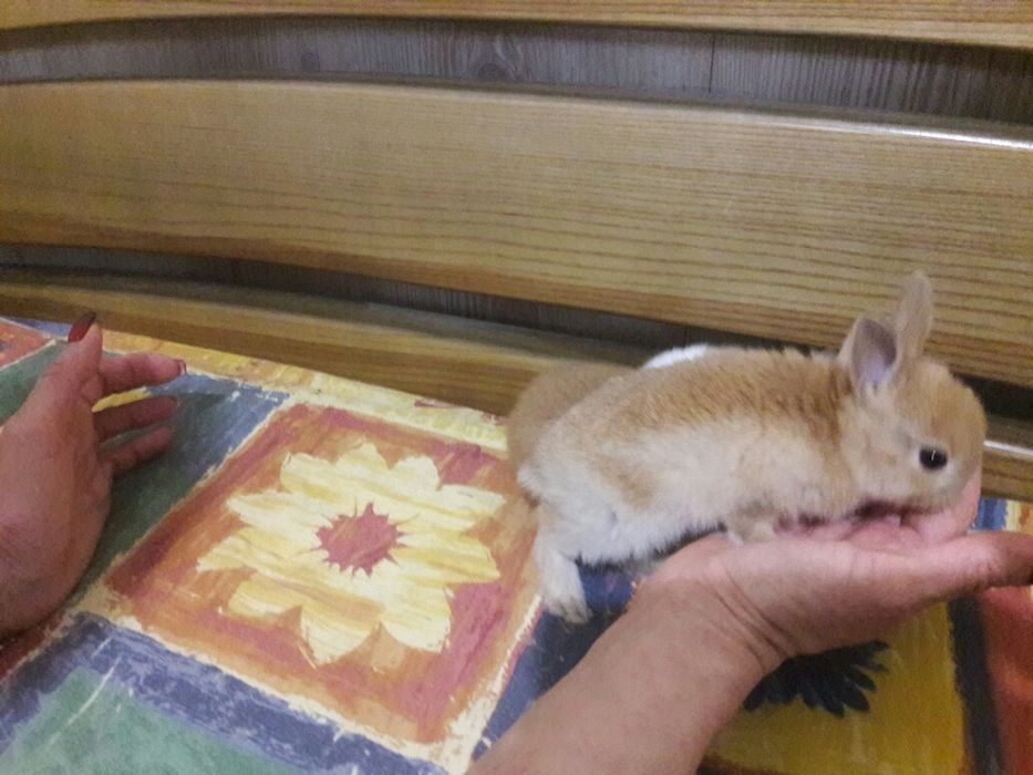 Цветной карлик