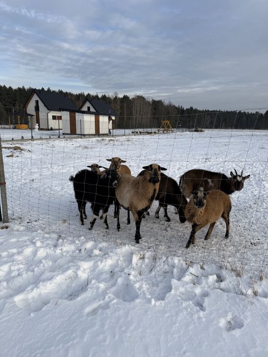 Domki Leśny Zakątek Brzezinki