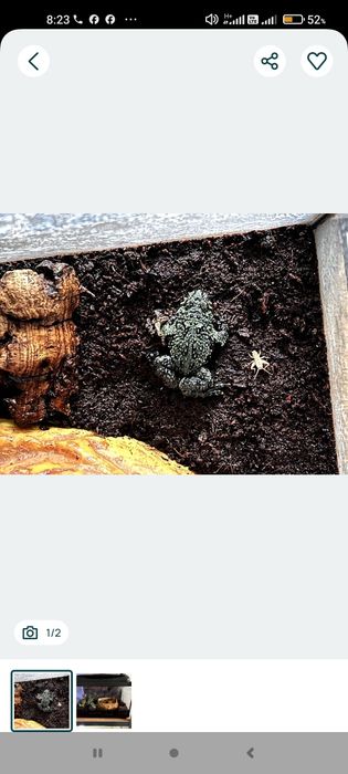 Sprzedam kumaka dalekowschodniego