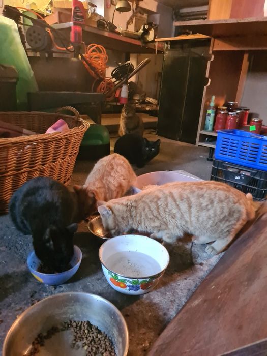 Poszukiwane domy dla czarnych kotów i kotek