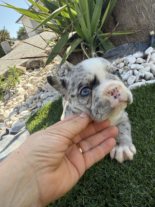Bulldog francês merl olhos azuis menina