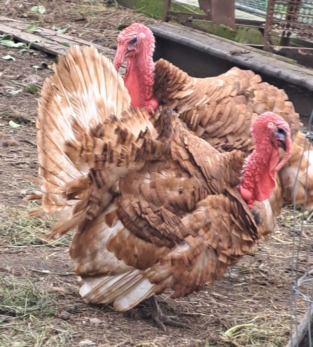 Сім'я індиків - червоний бурбон.